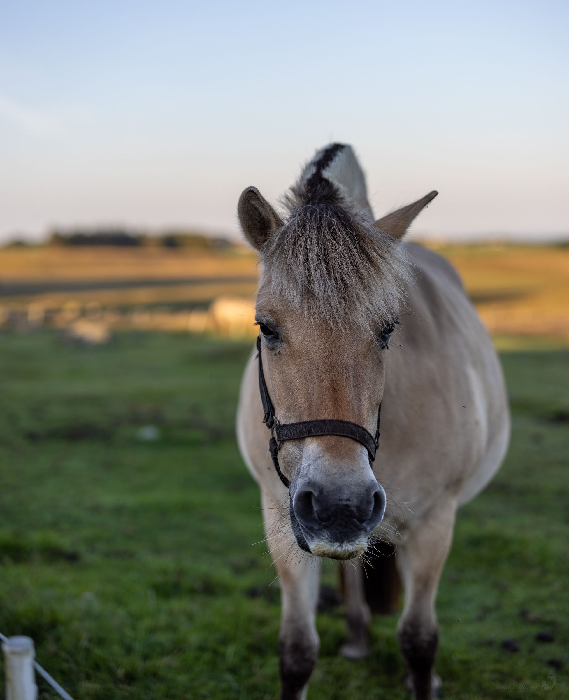  Besuche die Bauernhoftiere im Vitengarden.