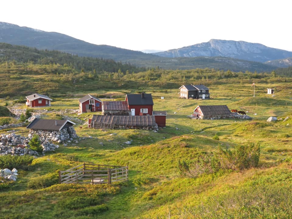 hollane seter på sommeren