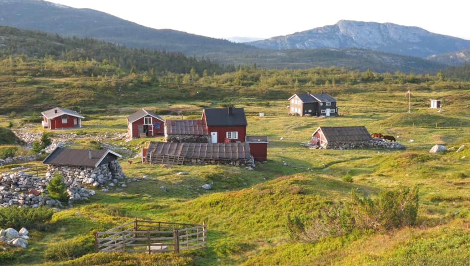 hollane seter på sommeren