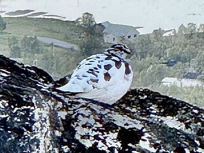 En fugl som sitter på en stein