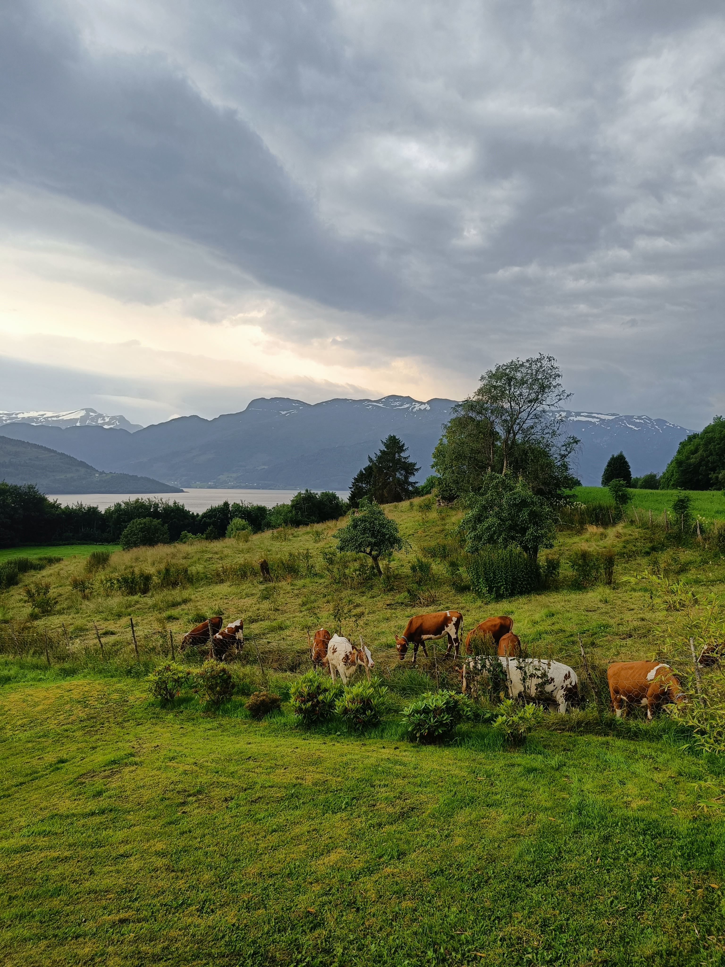 Orheimstunet in Nordfjord - Brown and white cows graze in a green hillside pasture with trees, a lake, and distant mountains under cloudy sky..