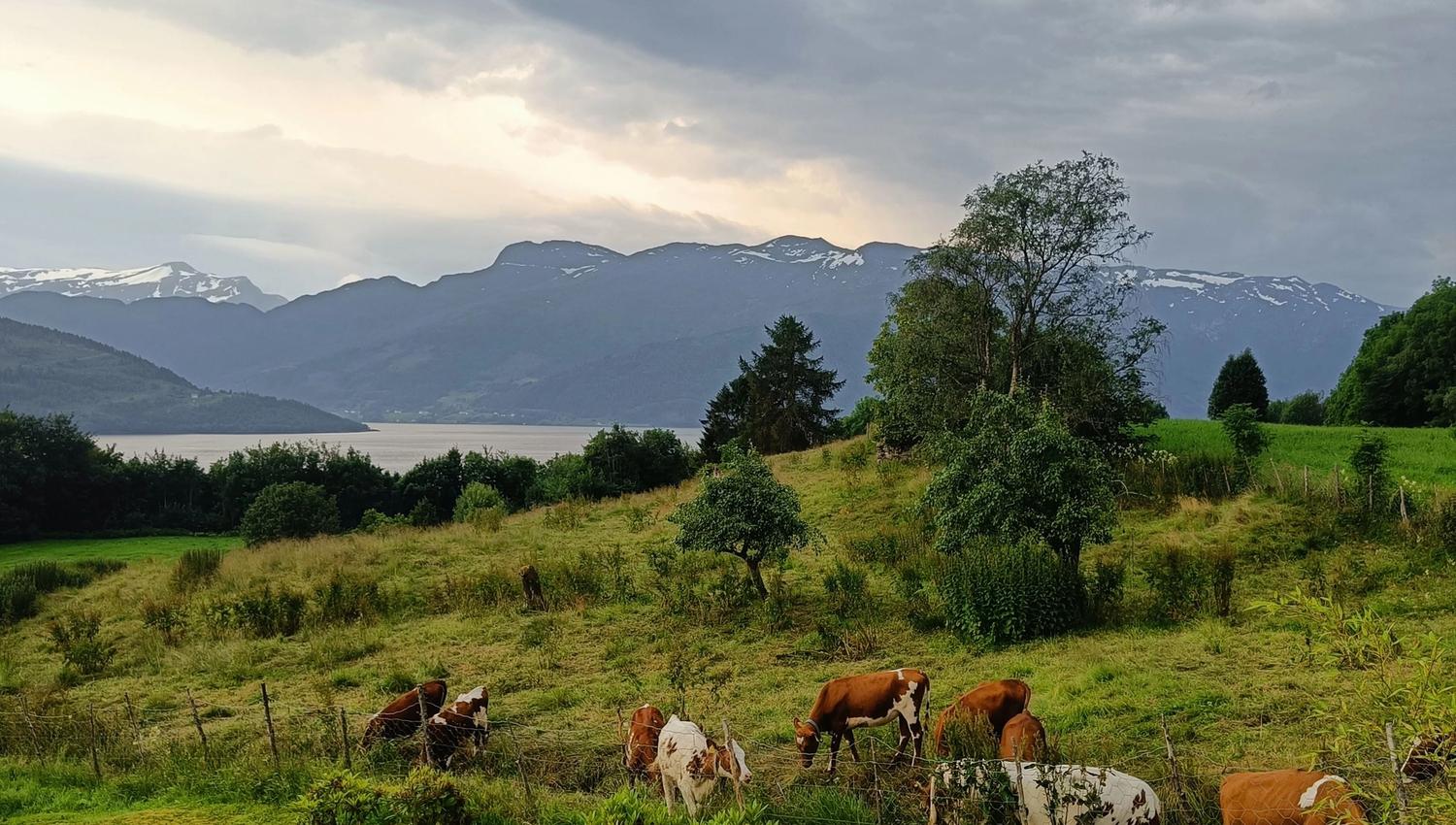 Orheimstunet in Nordfjord - Brown and white cows graze in a green hillside pasture with trees, a lake, and distant mountains under cloudy sky..