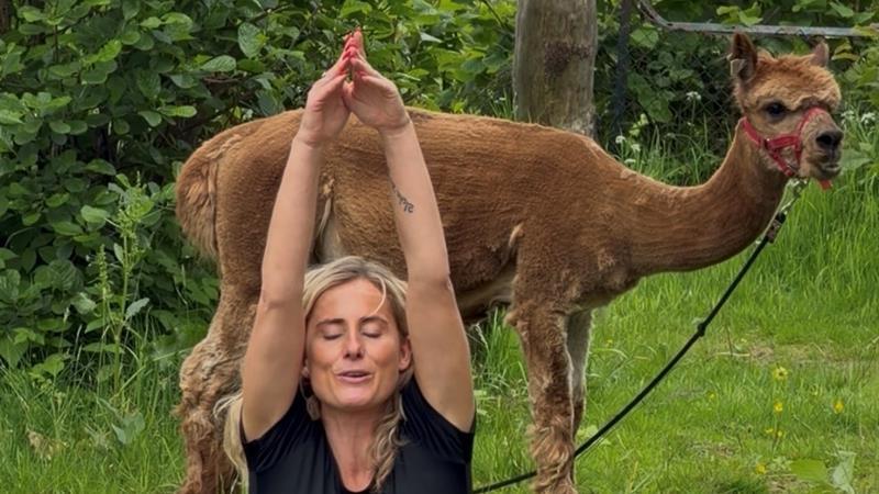 Alpakkayoga
