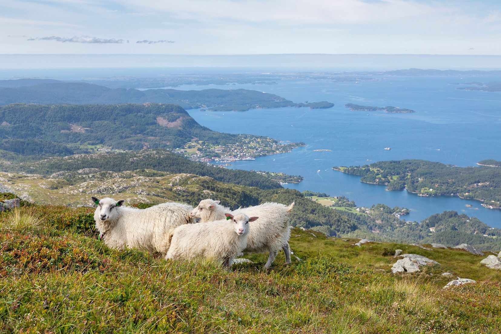The sheep are also enjoing Tysnessåto