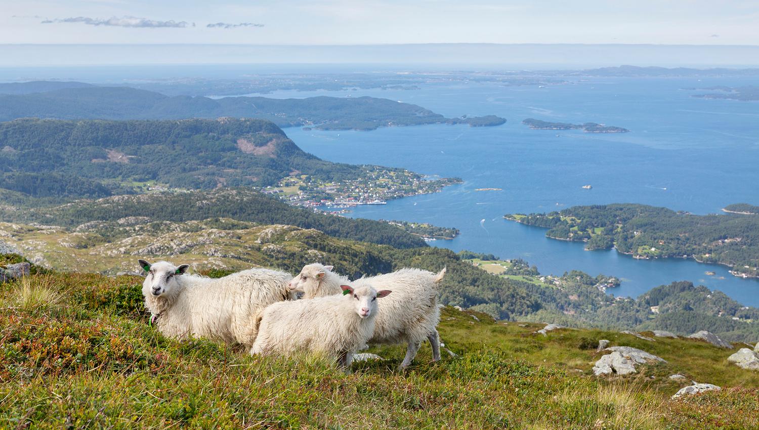 The sheep are also enjoing Tysnessåto