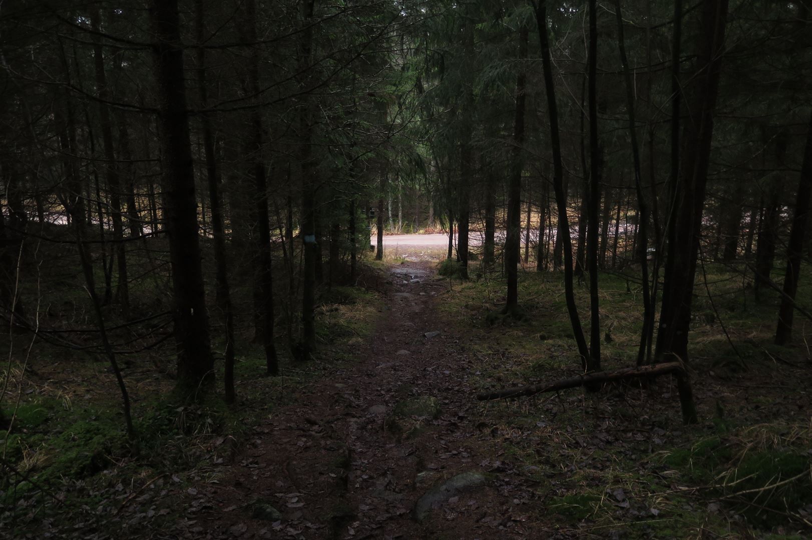 footpath in the forest leading to a gravel path
