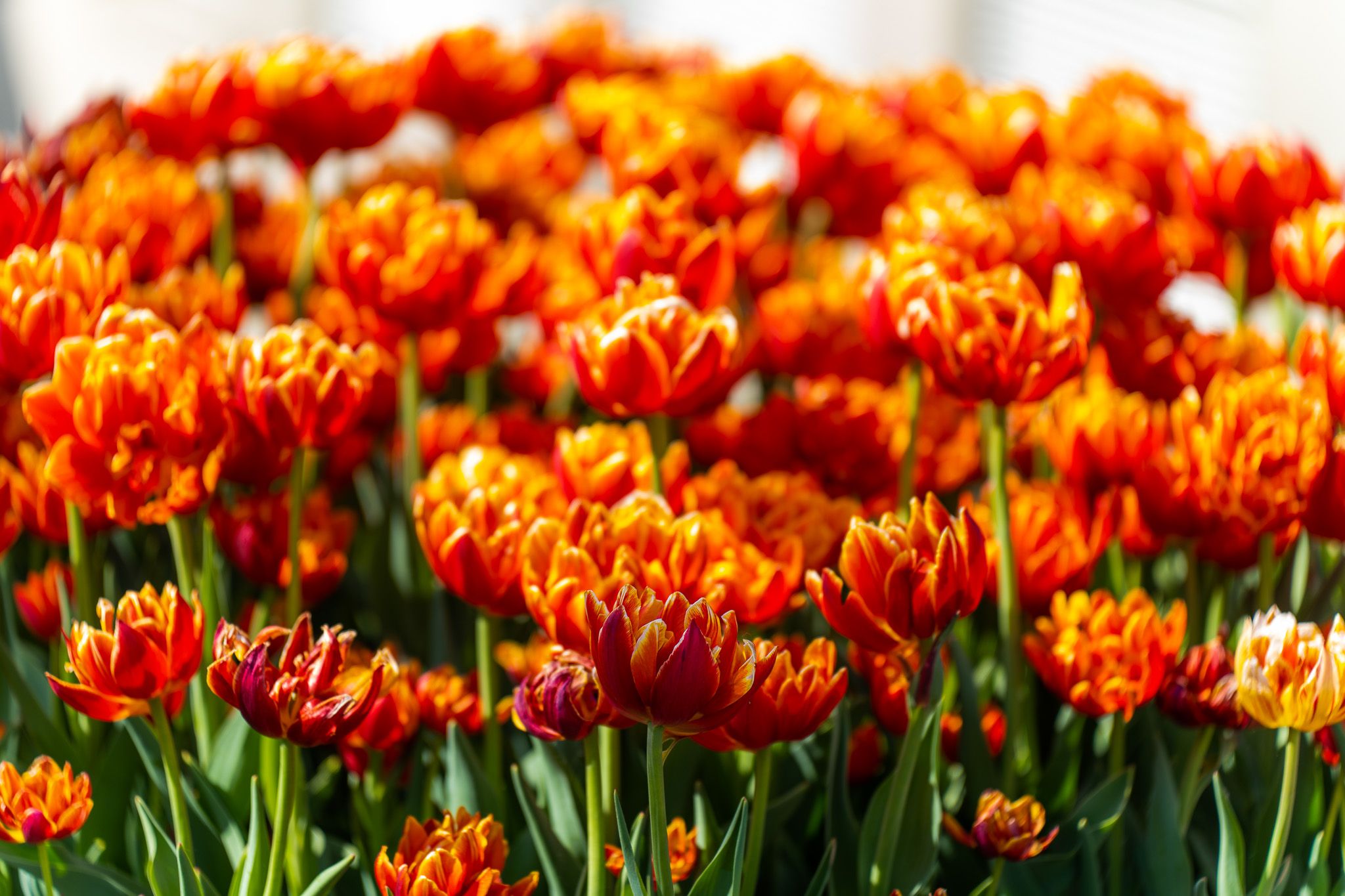 Lots of tulips