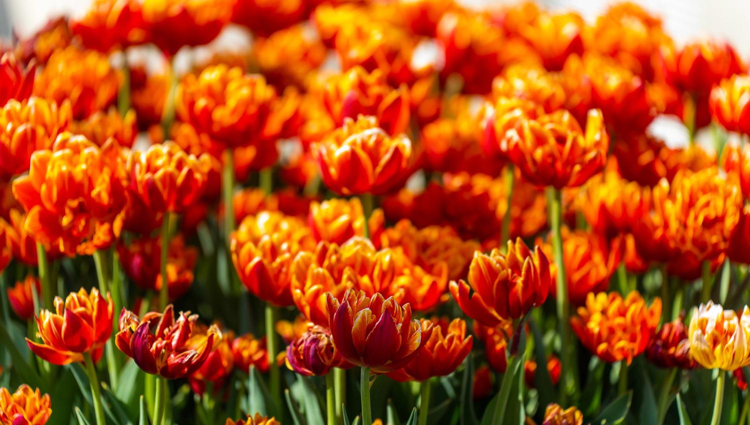 Lots of tulips