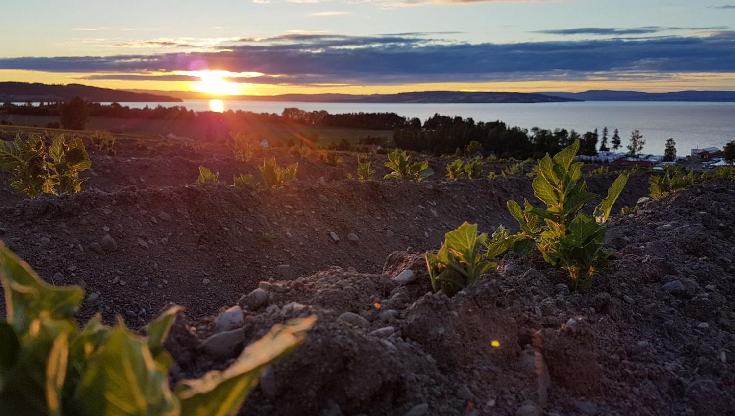 Stemningsfull solnedgang nær Evjua Strandpark