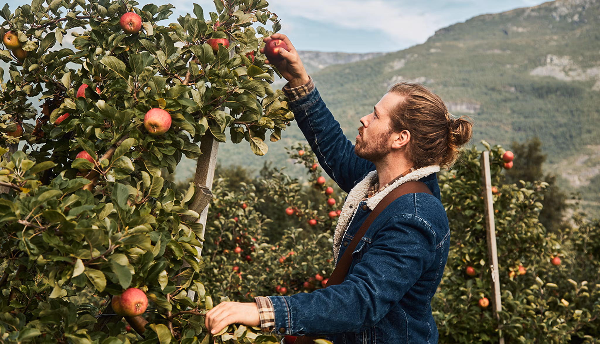 apple trees