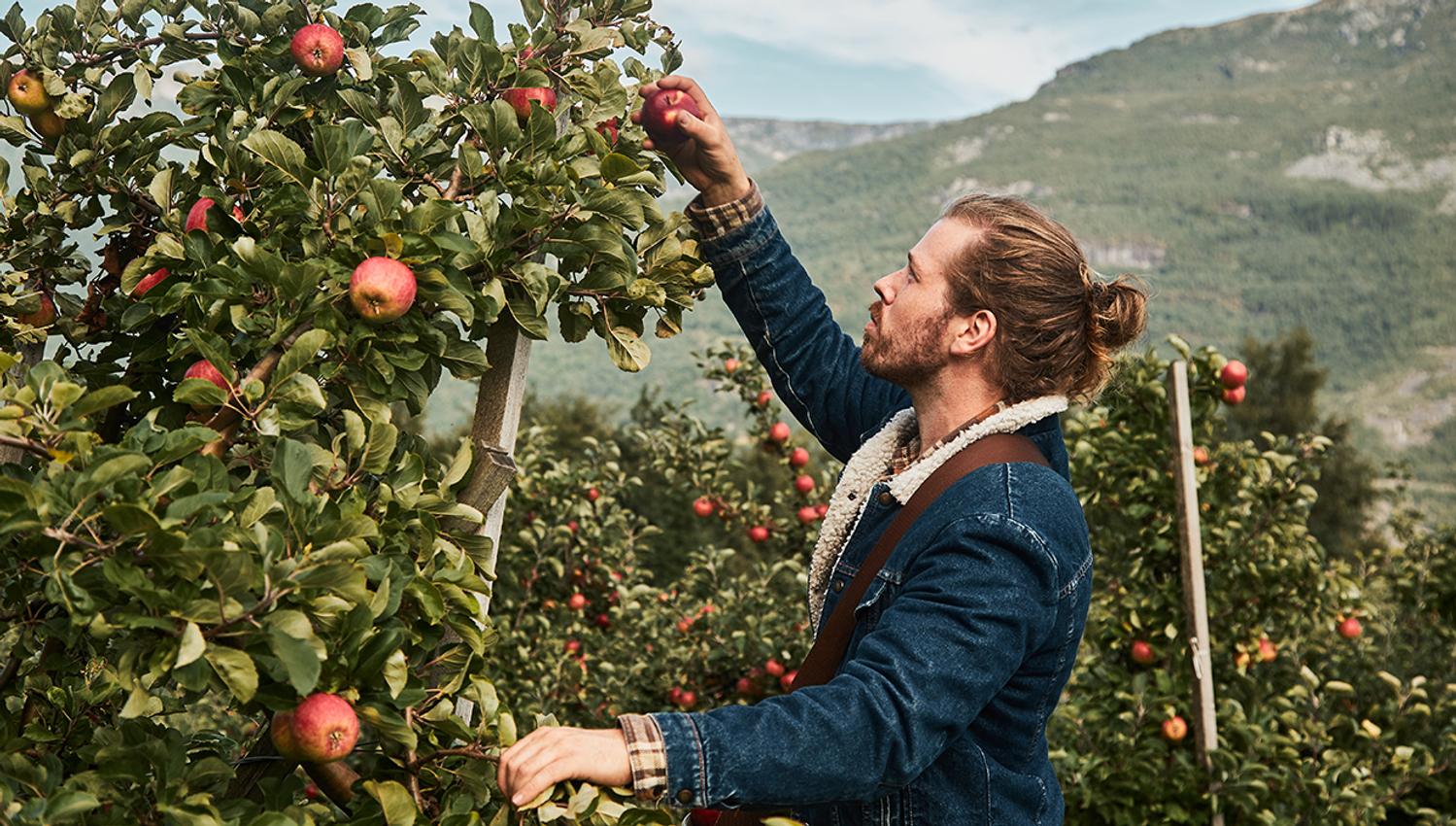 apple trees