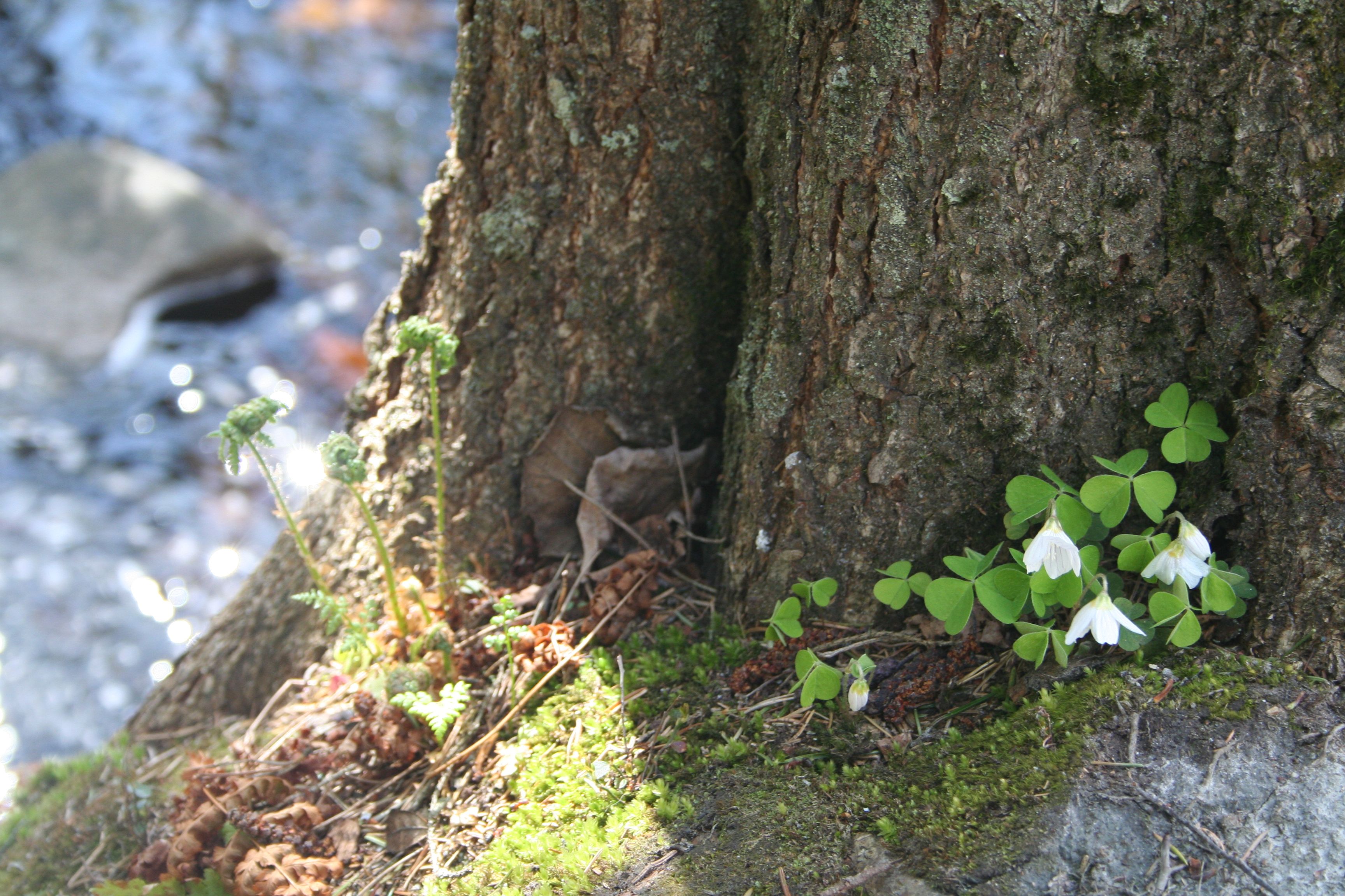 symreblomster ved en trestamme