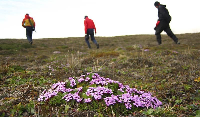 En klynge med blomster på tundra i forgrunnen med en guide og to gjester på fottur i bakgrunnen