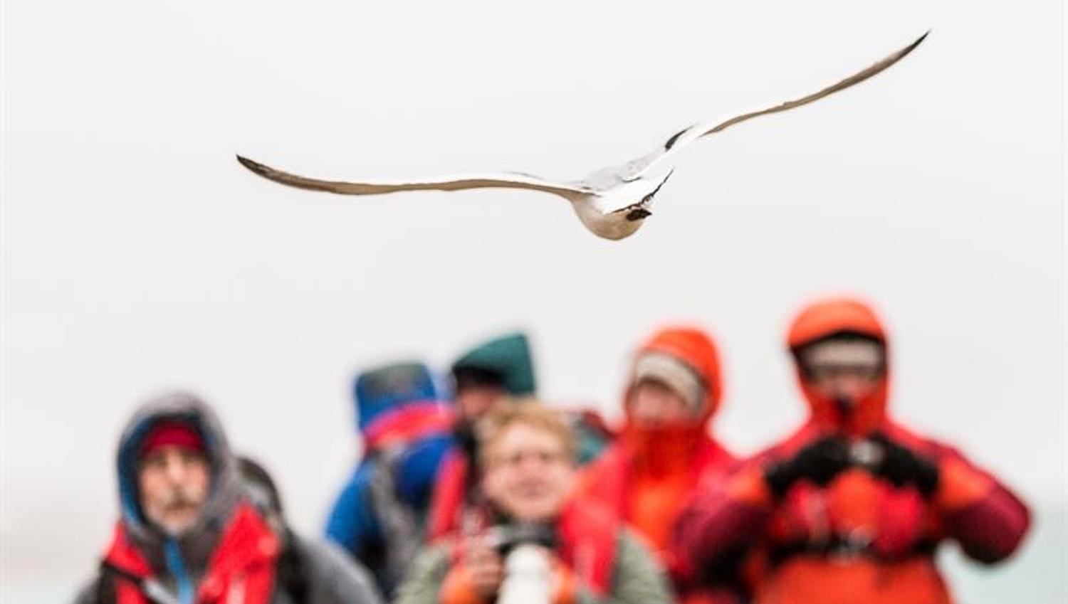Bird flying in front of a group of guests