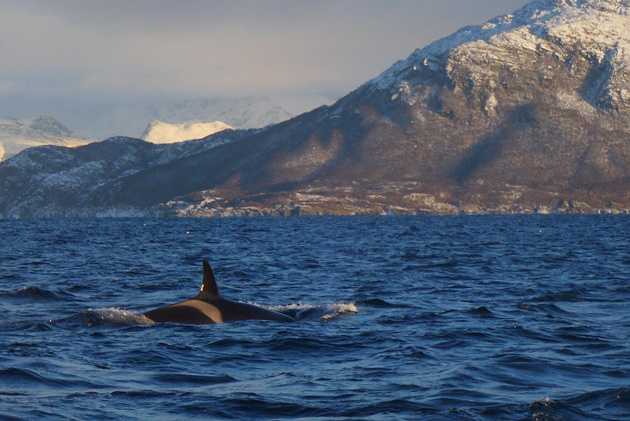 Whale watching from Skjervøy - Reisafjord Xperience