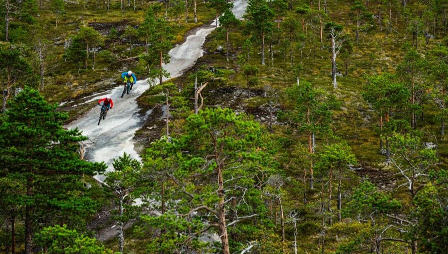 Two mountain bikers ride on a narrow light path through a green forest with scattered trees and moss bottom.