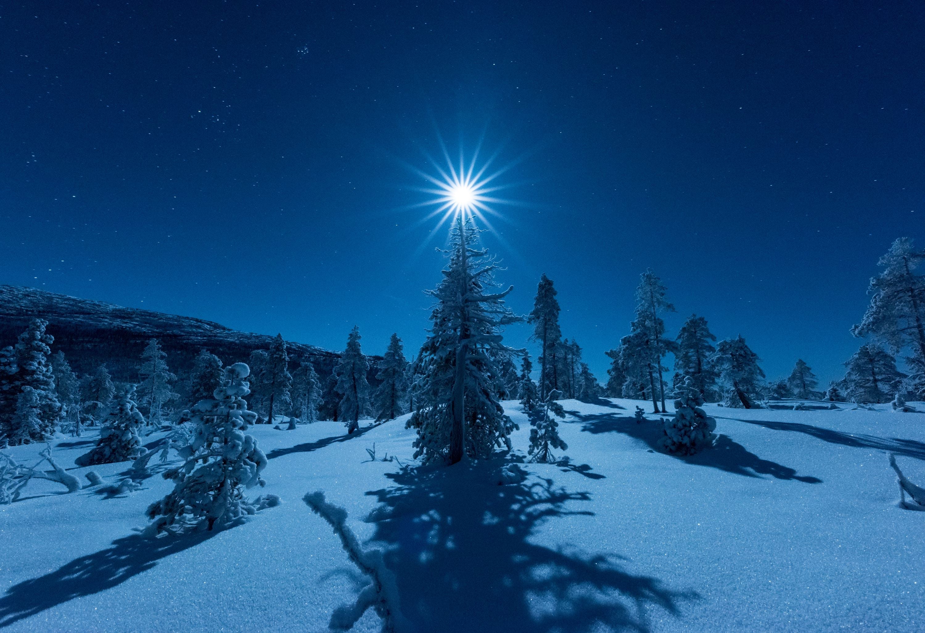 Moonlight above a tree in the Arctic light