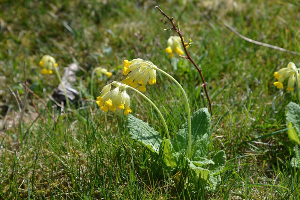 The flower cowslip at Øitangen