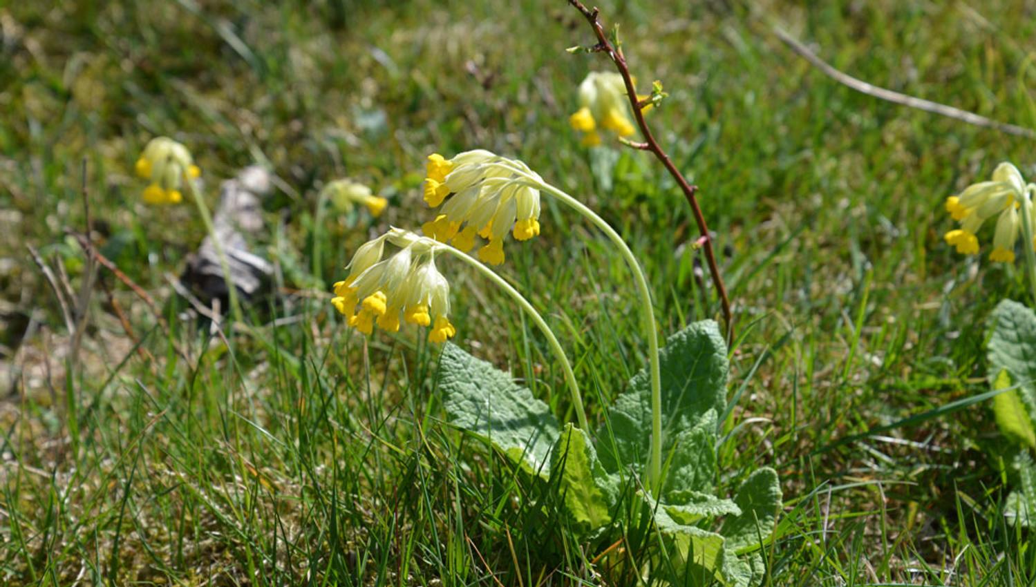 The flower cowslip at Øitangen