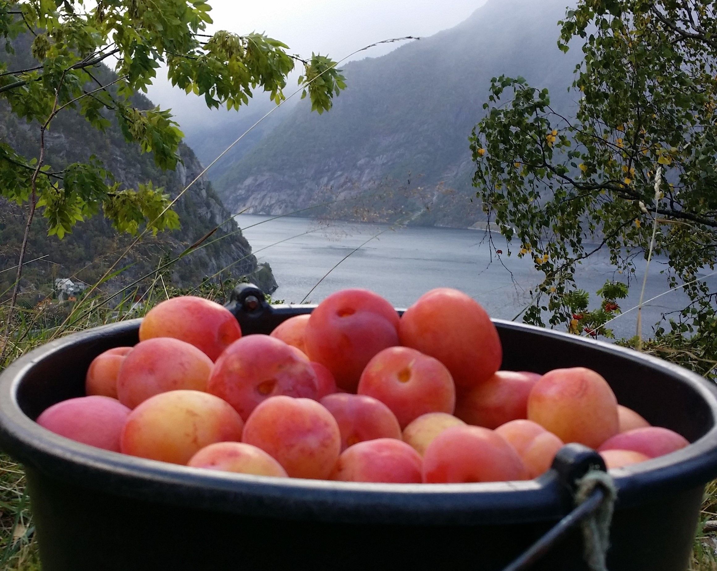 Plum harvest at Stana Farm – sweet Hardanger flavors with the fjord as a backdrop.