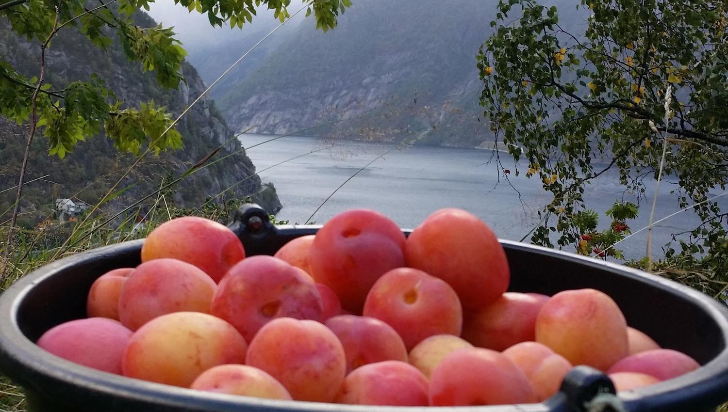 Plum harvest at Stana Farm – sweet Hardanger flavors with the fjord as a backdrop.