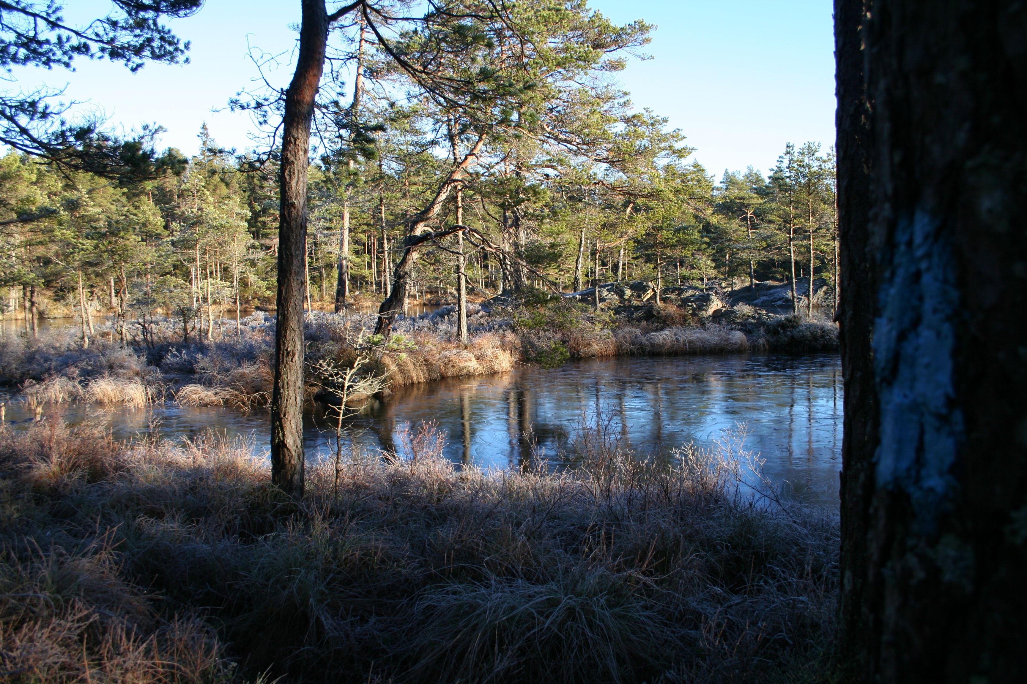 Tur i skogen
