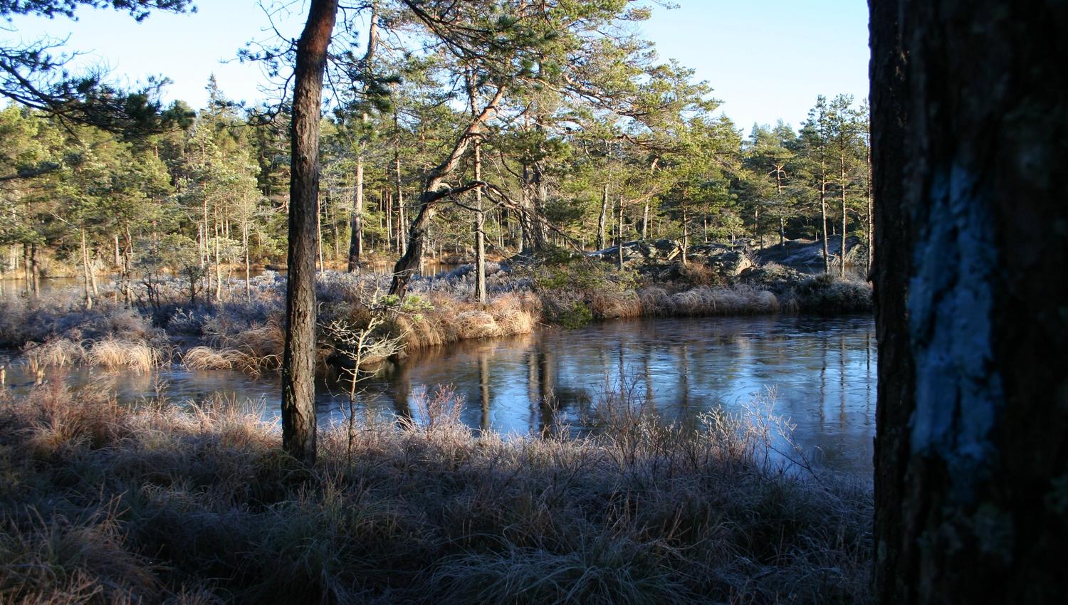 Tur i skogen