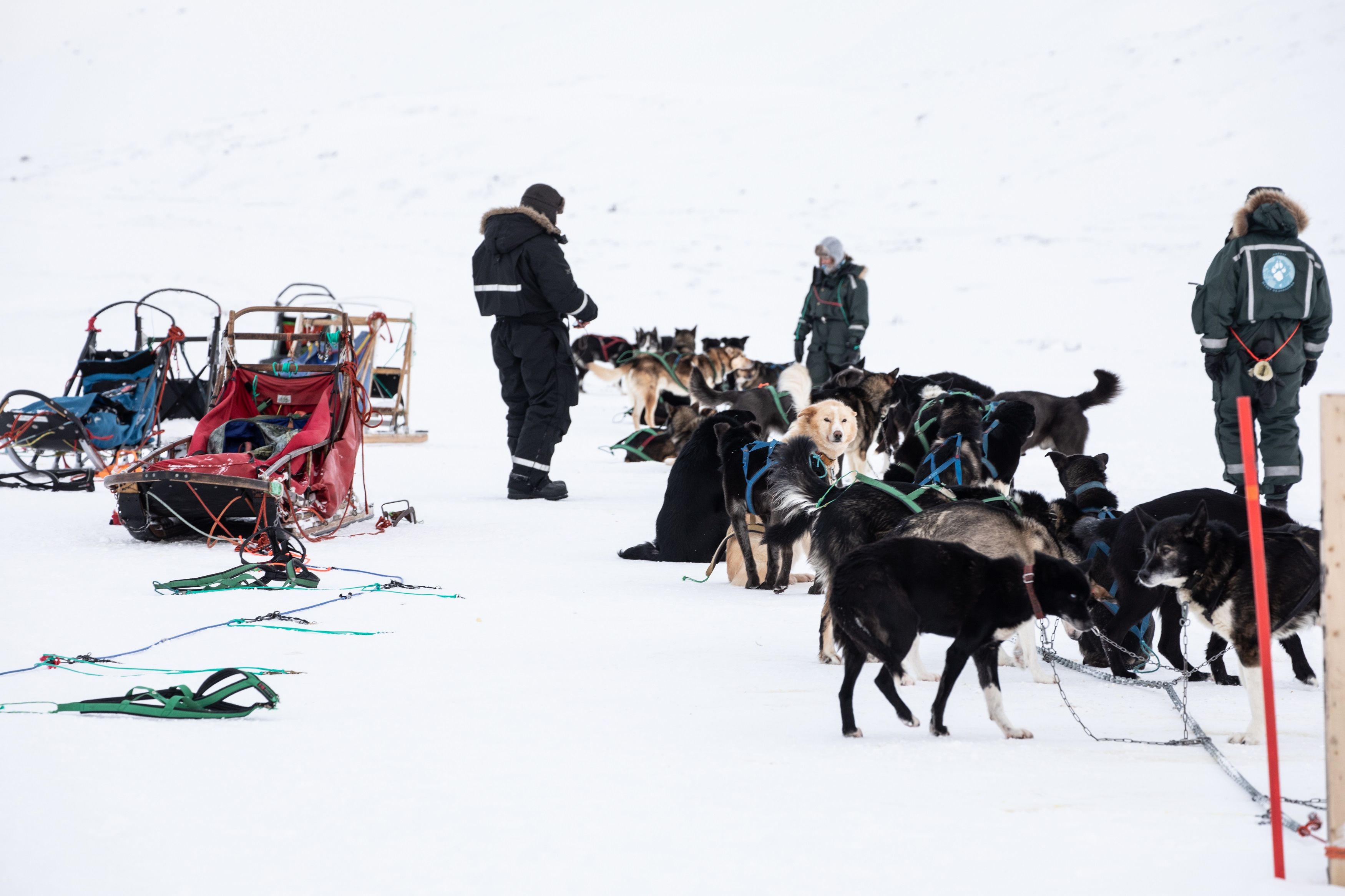 Sleds, persons and sled dogs