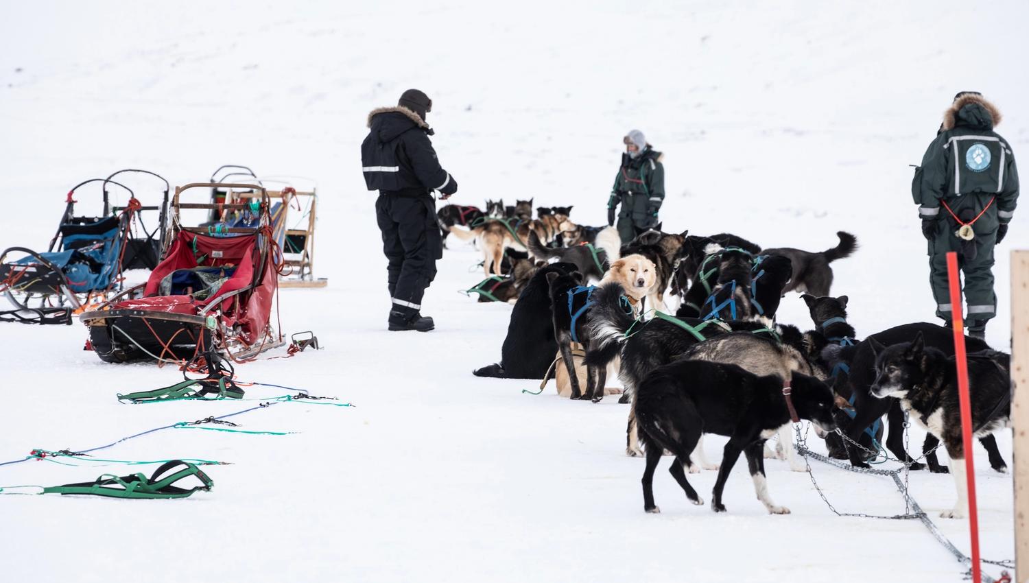 Sleds, persons and sled dogs