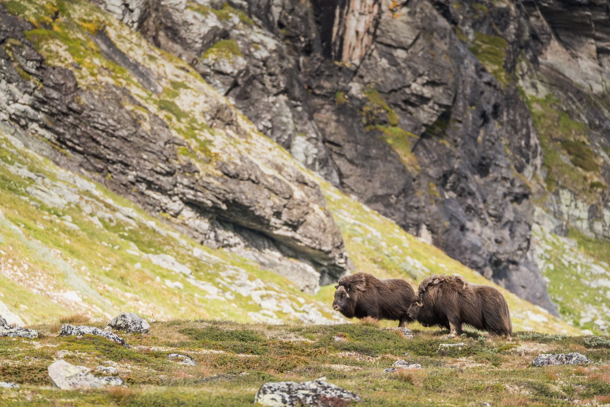 Musk Ox Safari