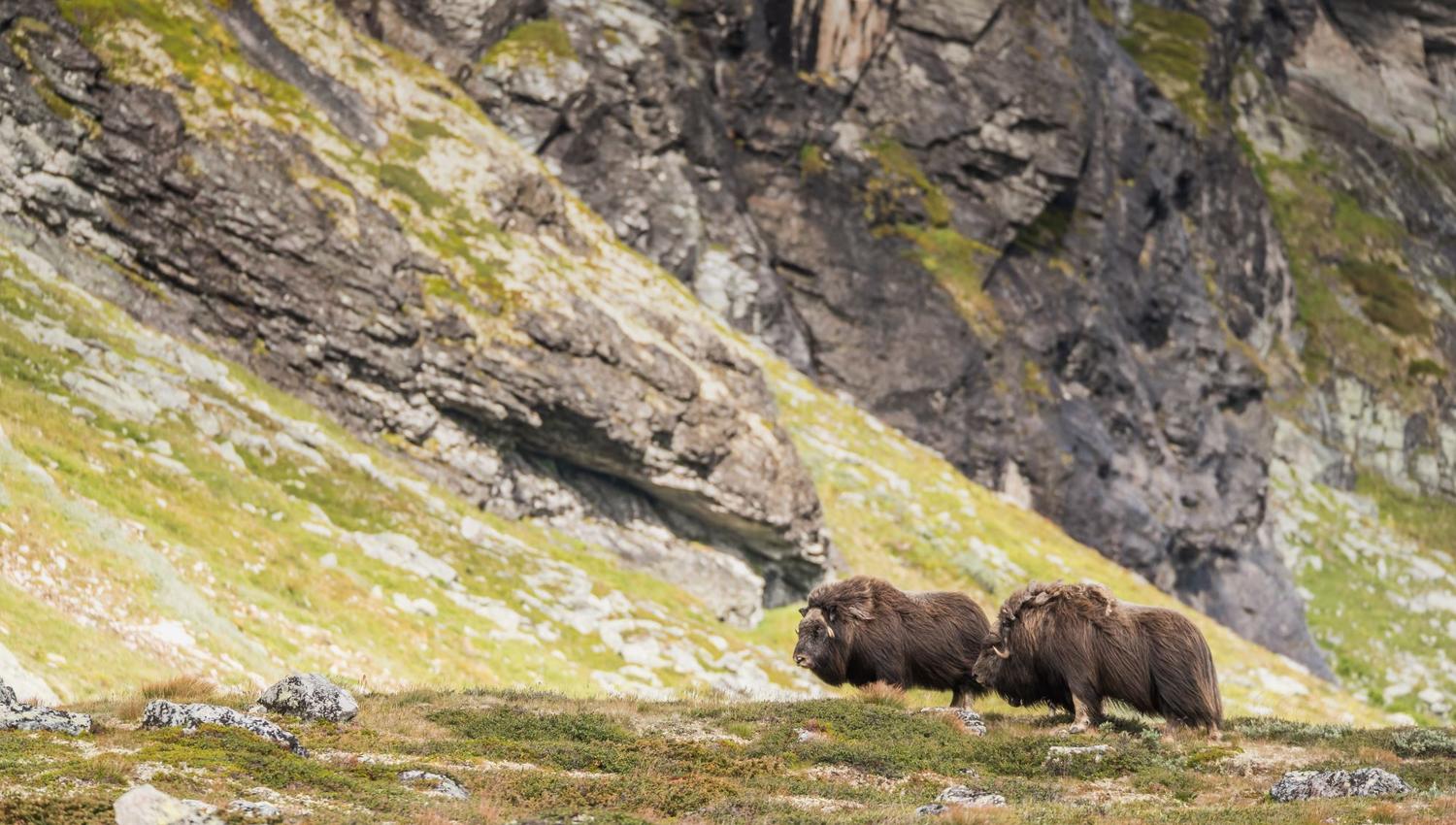 Musk Ox Safari