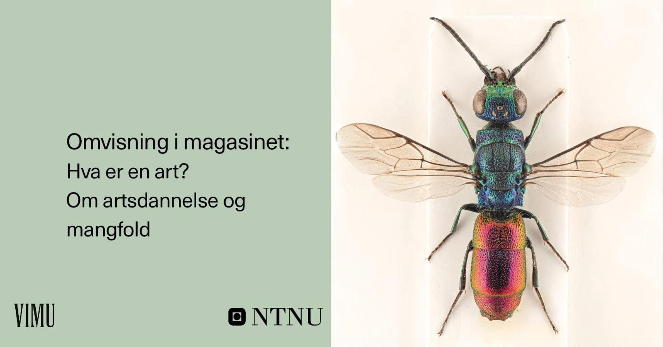 VIMU Omvisning i magasinet: Hva er en art?