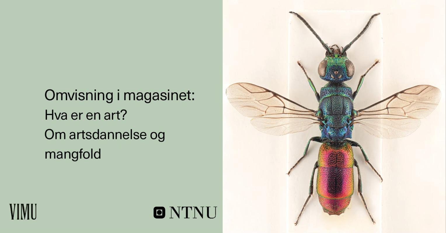VIMU Omvisning i magasinet: Hva er en art?