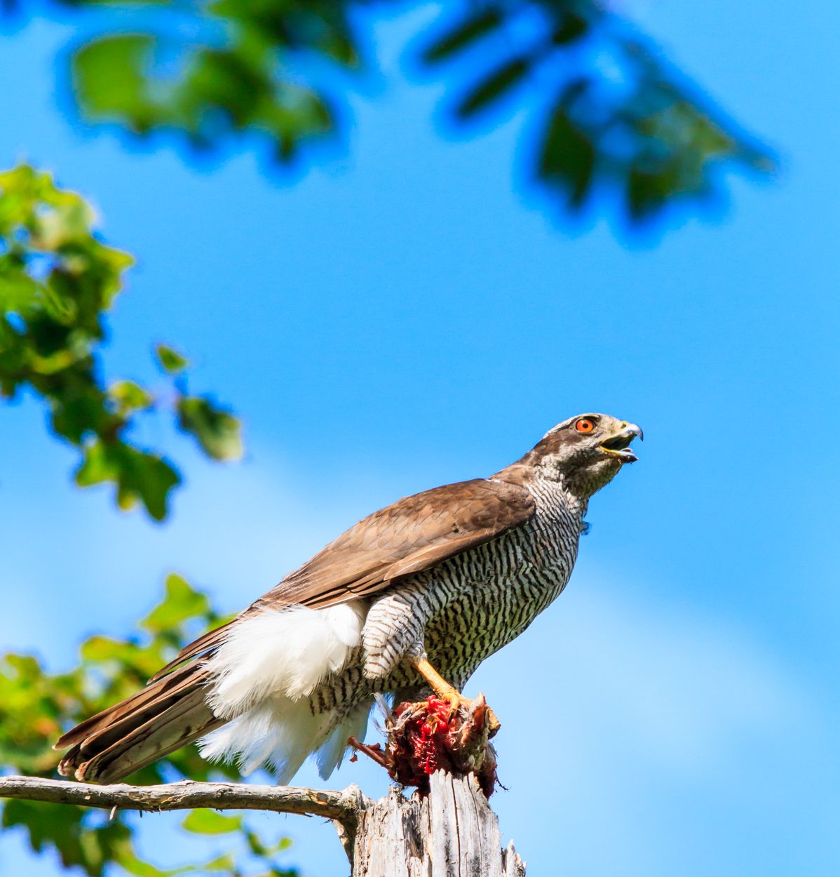 Goshawk in a tree