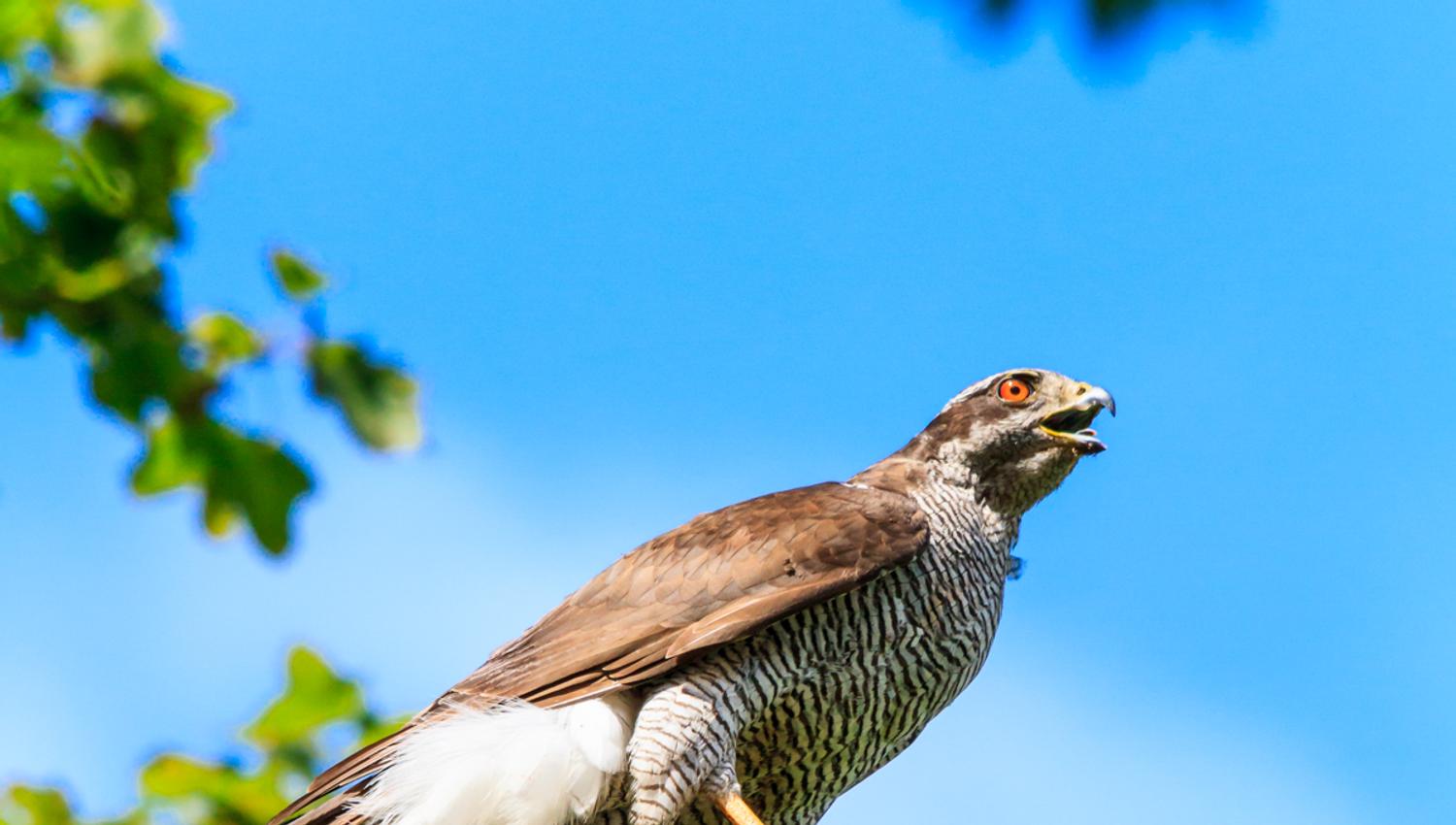 Goshawk in a tree