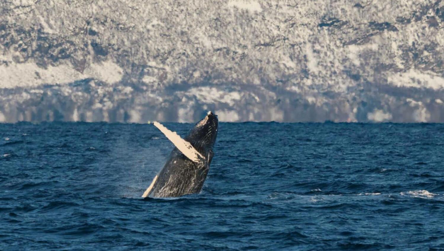 A humpback whale jumps up from the water