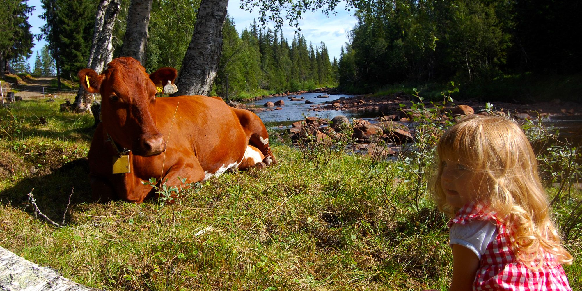 A littel girl watching over one of the cows at Holsingseteren summer mountain farm in Snåsa