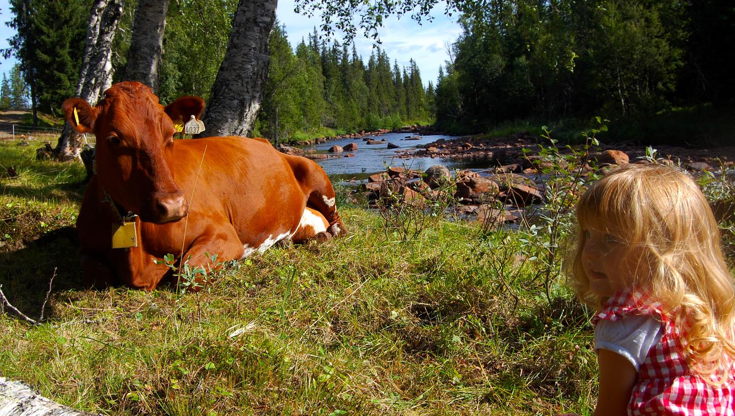 A littel girl watching over one of the cows at Holsingseteren summer mountain farm in Snåsa