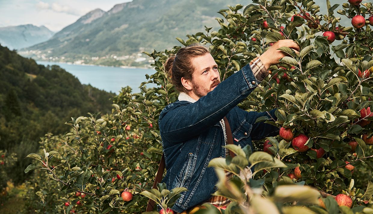 picking apples