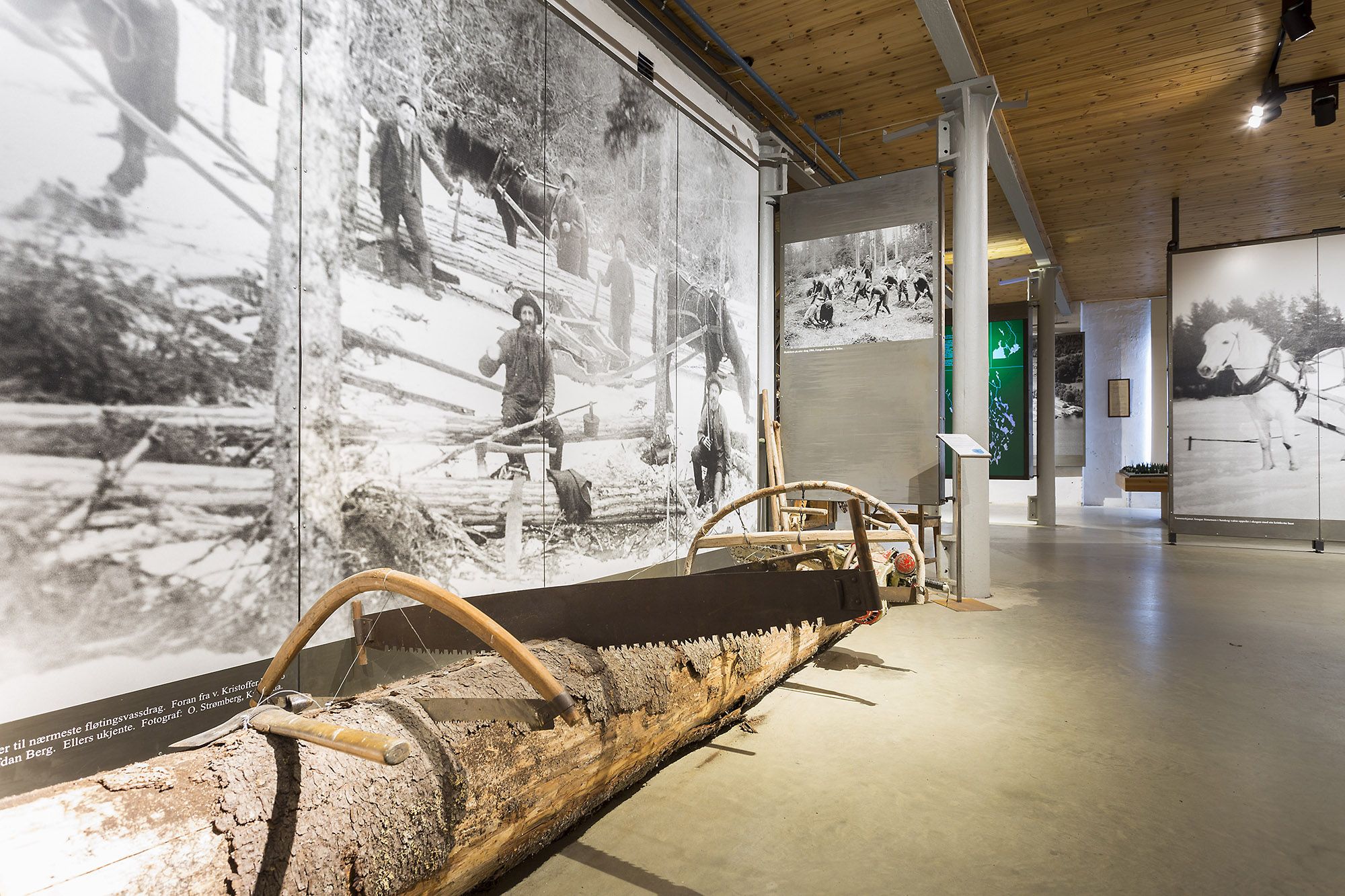 Bildet viser en museumsutstilling om tømmerhogst. Dette er på Ørje museum. Det ligger en stor tømmerstokk med en gammel håndsag på gulvet, og bak den henger store svart-hvite bilder som viser folk som hogger trær i skogen. Rommet har høyt tak og trevegger.