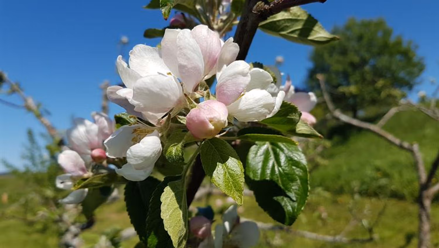 Opplev naturen