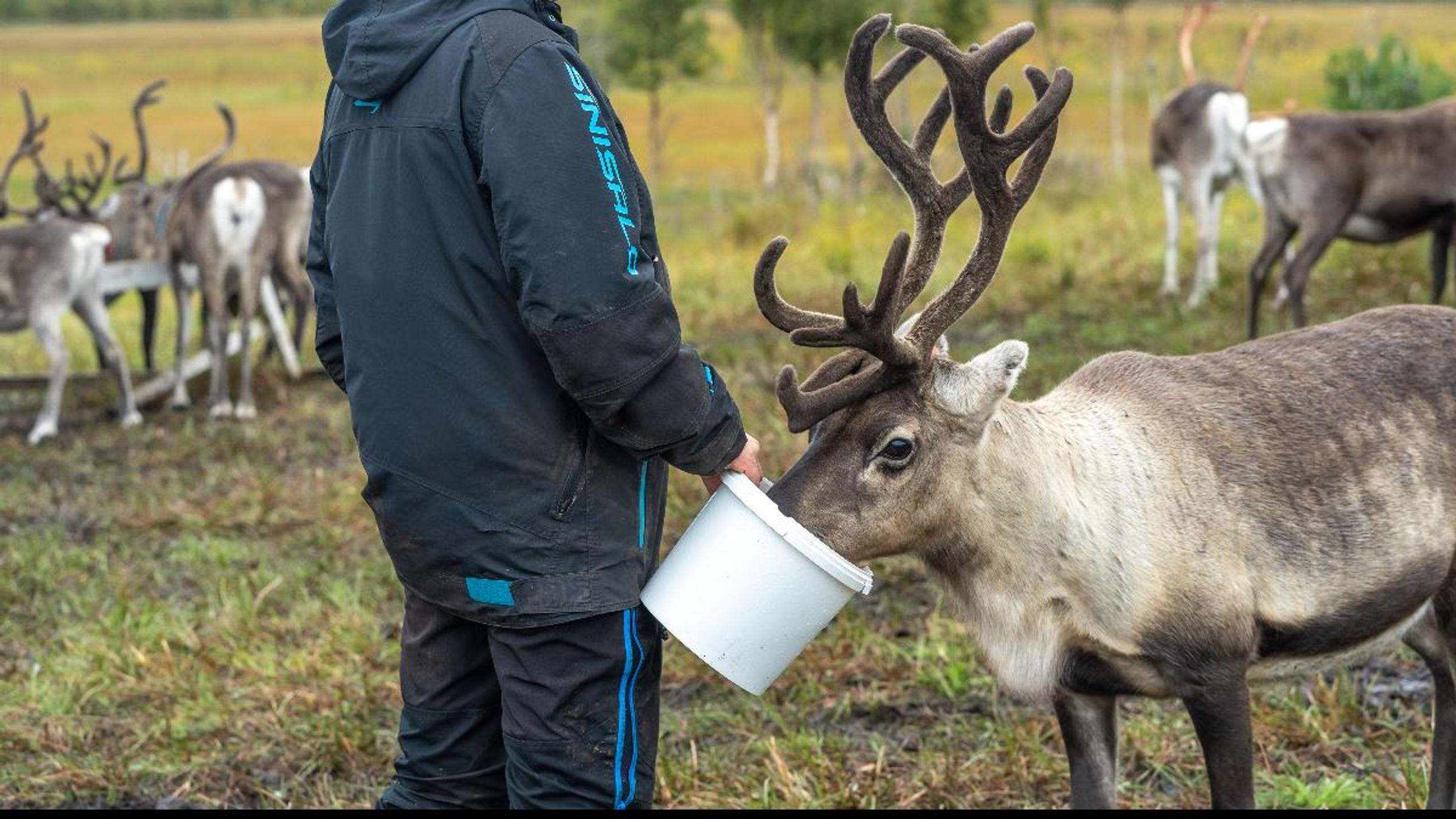 Reindeer Feeding and Sami Culture with Lunch in Autumn - 1pm departure - Tromsø Lapland