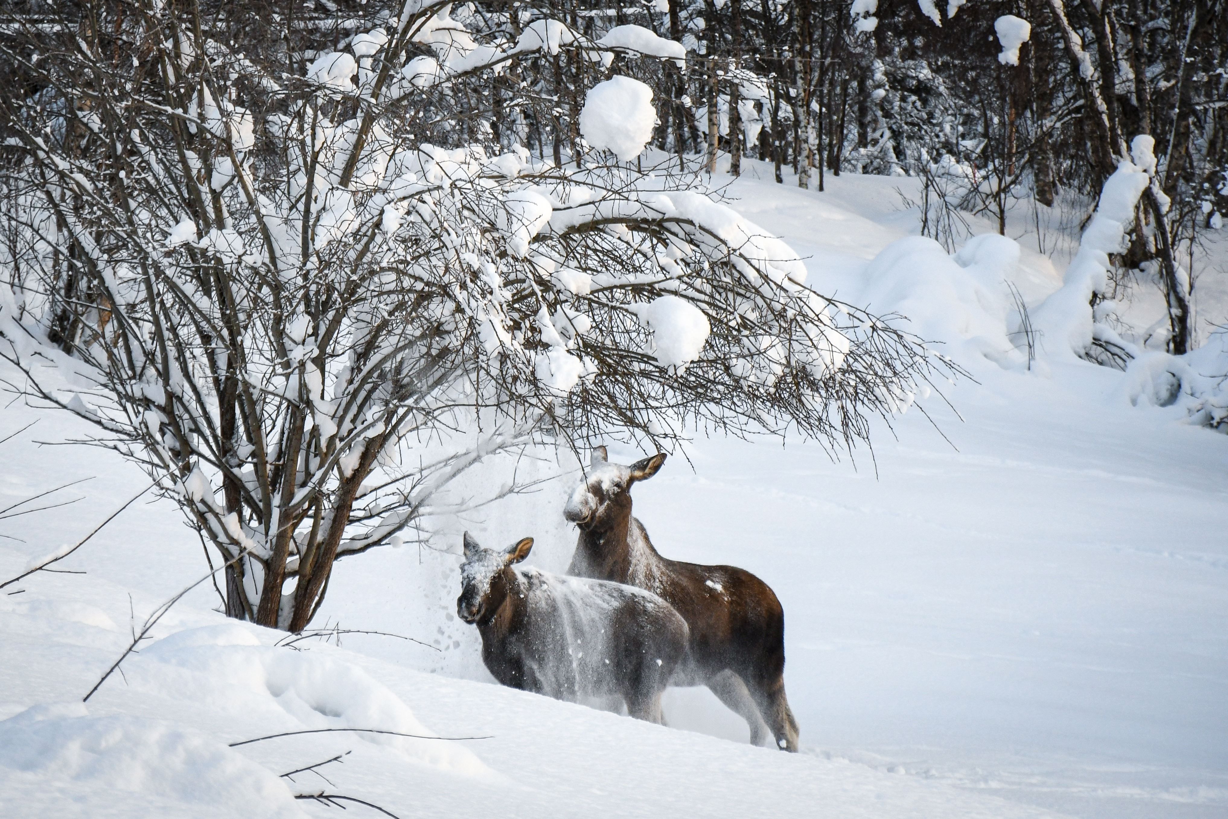 Wild Moose Safari