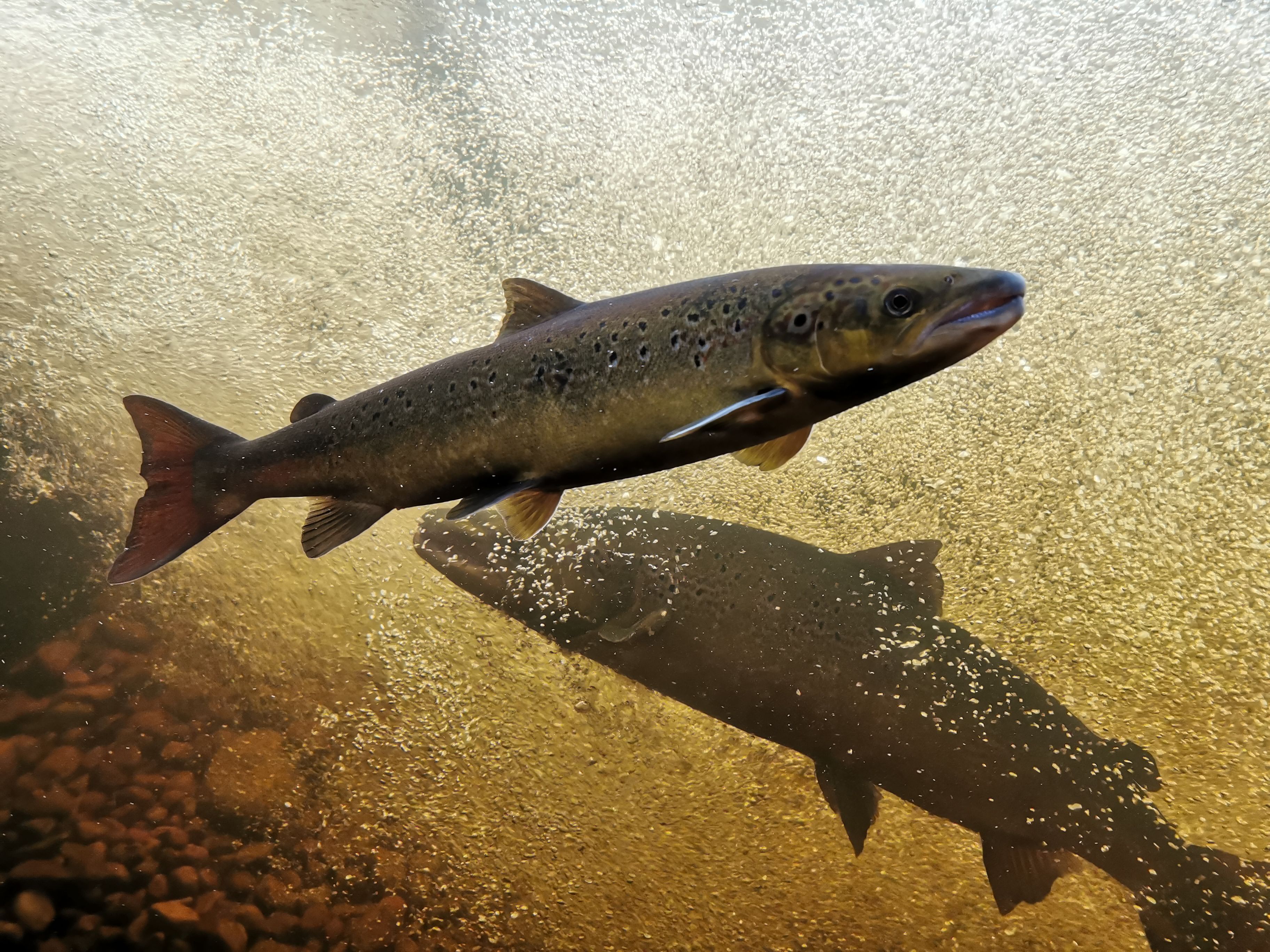 Zwei Lachse schwimmen im Aquarium im Wildlachs-Besucherzentrum in Laudal.