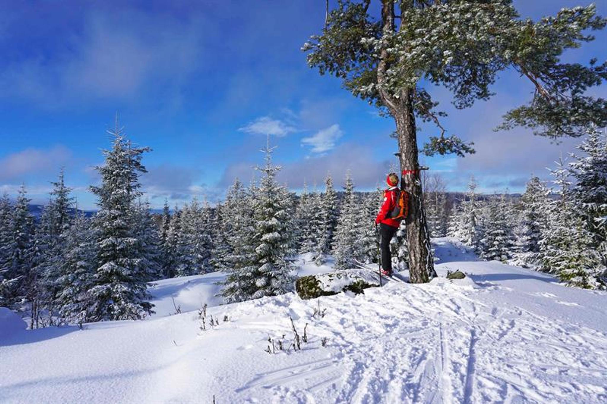Skigåer som lener mot et tre og nyter utsikten i Krokskogen