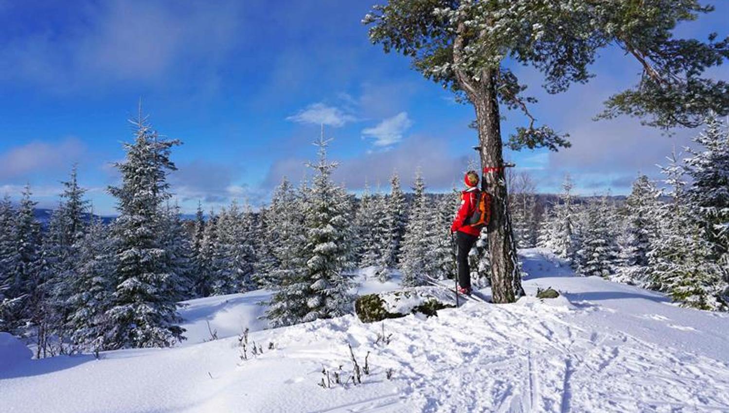 Skigåer som lener mot et tre og nyter utsikten i Krokskogen