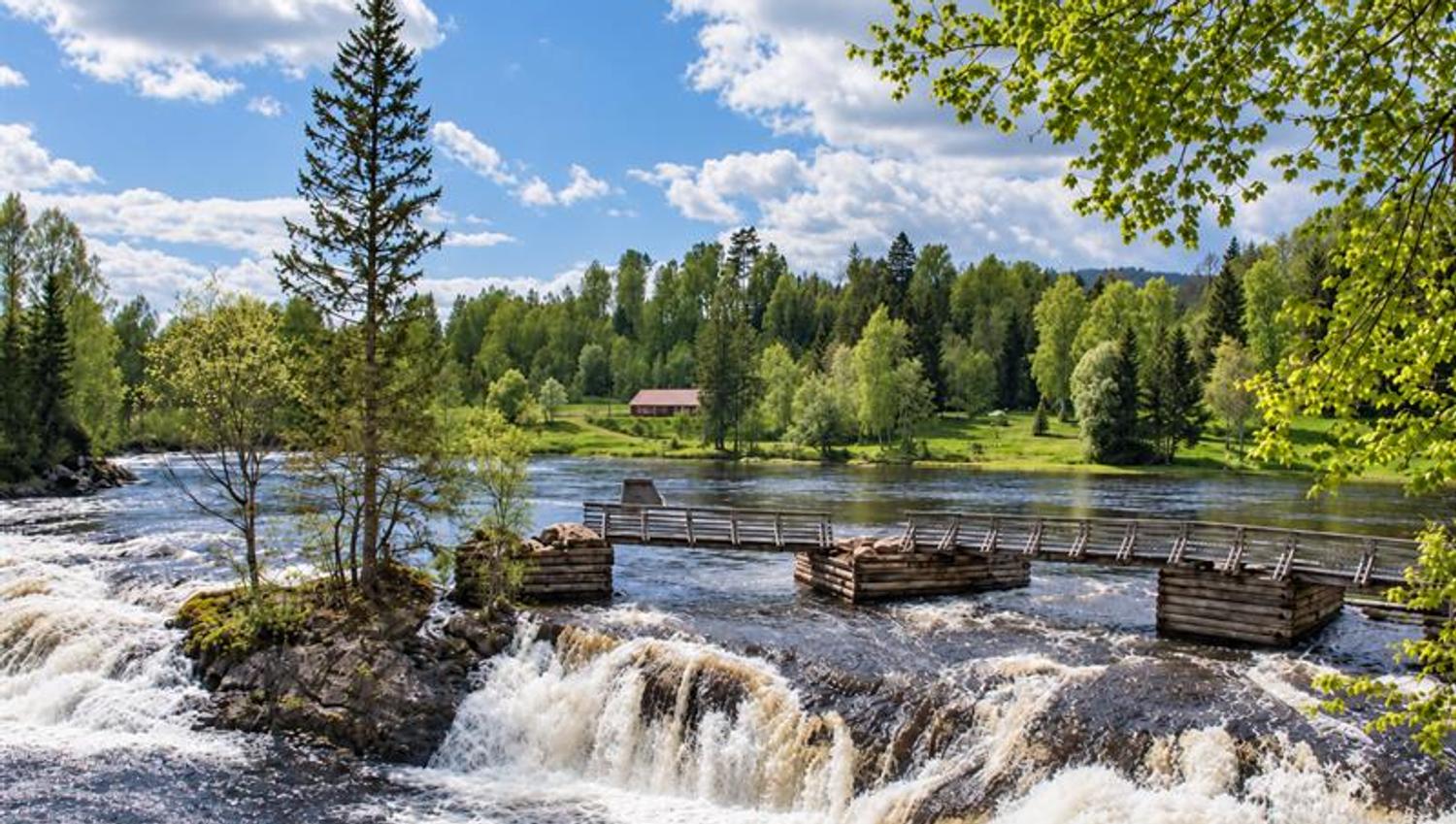Rushing water at Kjærra Falls on the River Numedalslågen, with historic fishing structures and leafy trees along the banks.