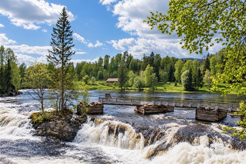 Fossende vann i Numedalslågen ved Kjærra, med gamle fiskeinnretninger og frodige trær langs bredden.