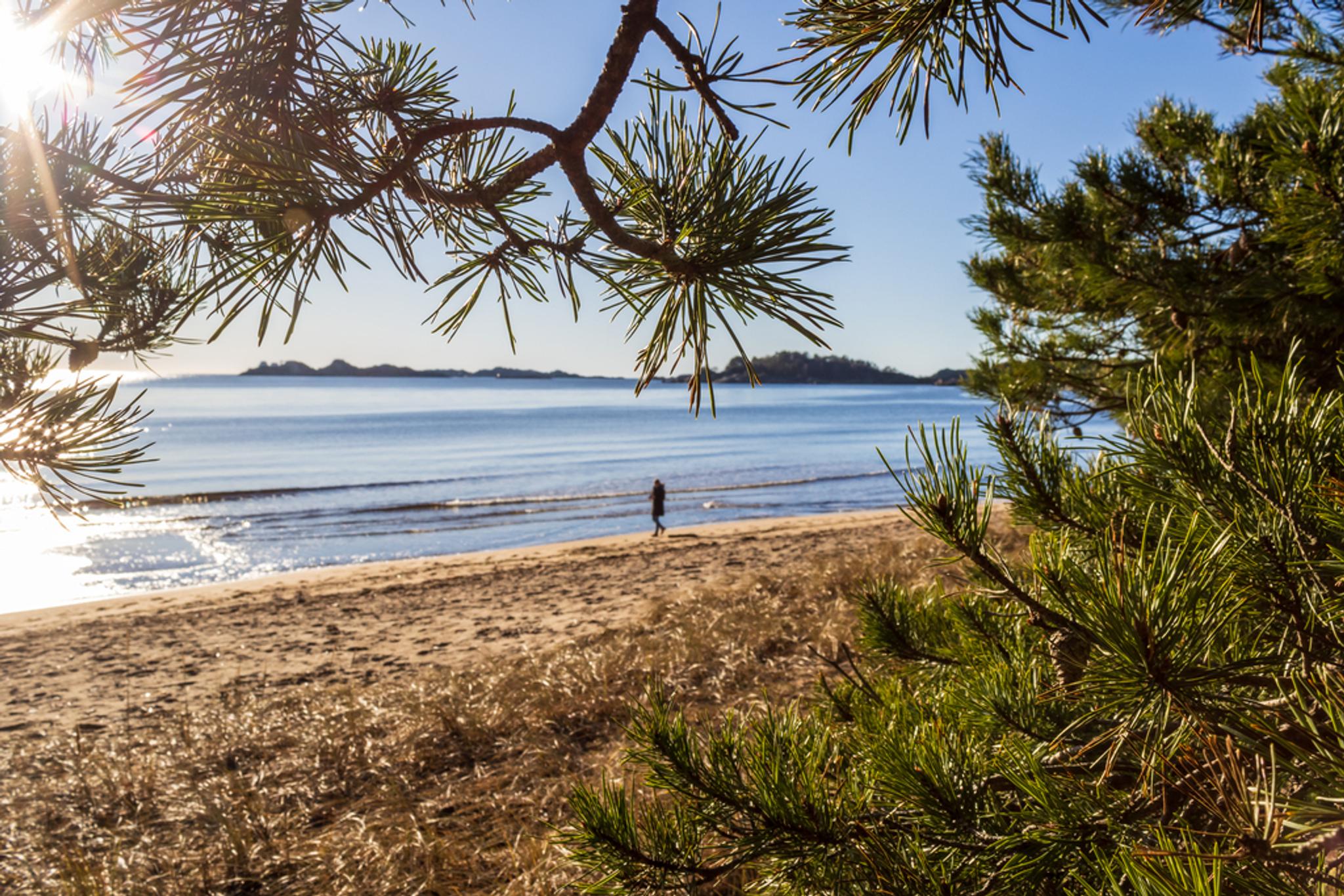 Picture through pine needles looking out toward the Sjøsanden beach and the sea