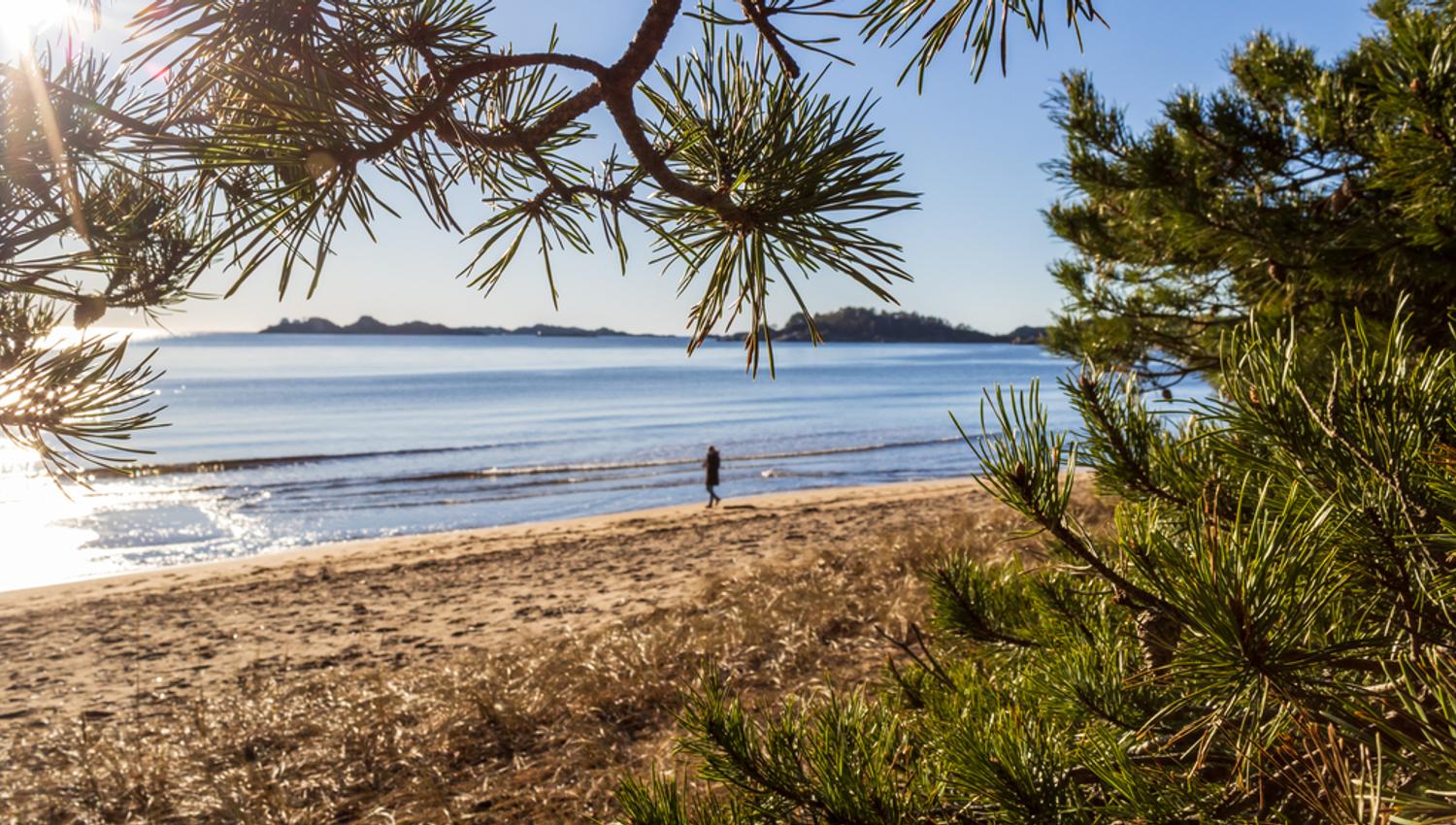 Picture through pine needles looking out toward the Sjøsanden beach and the sea